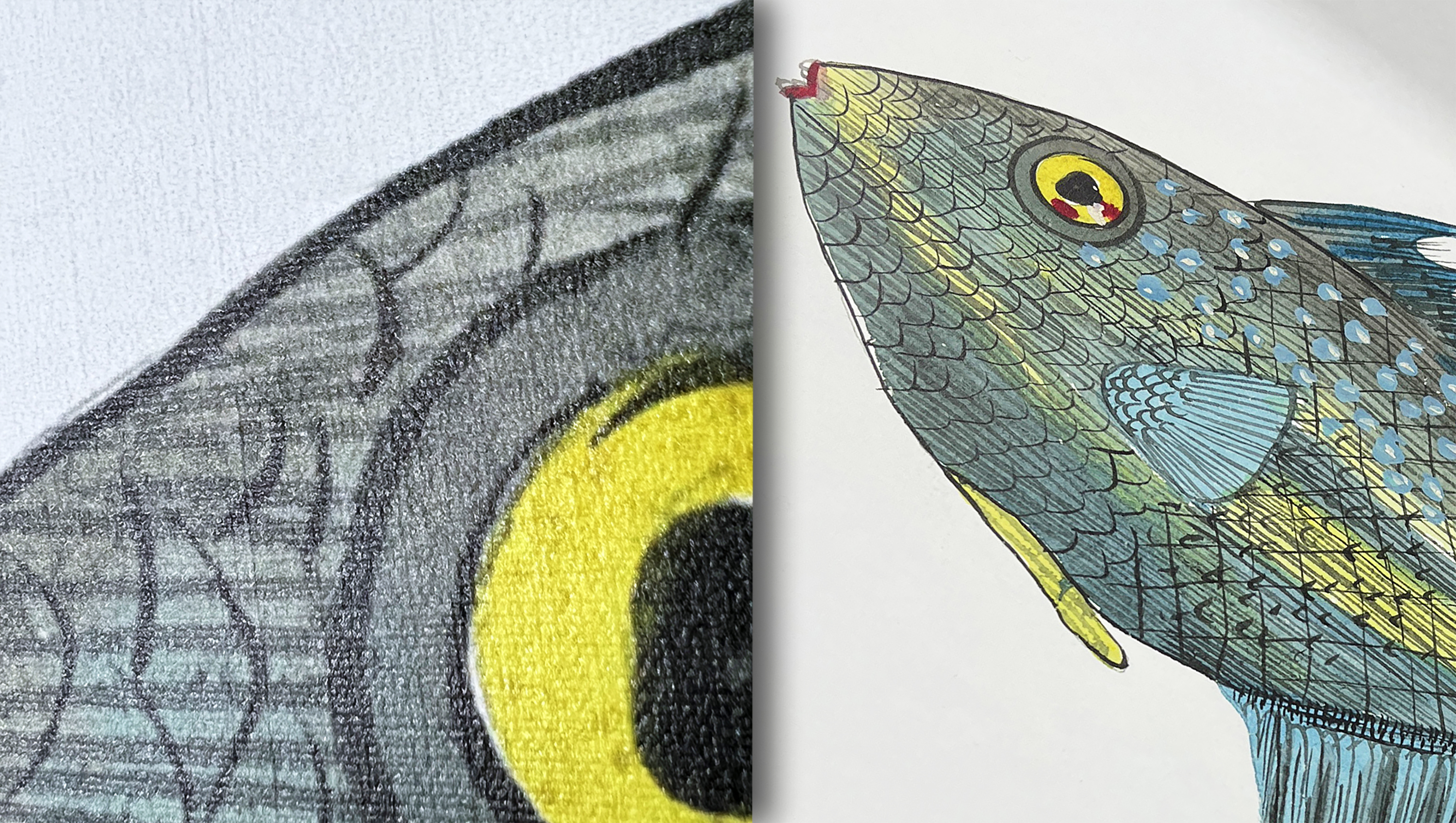 L_FIsh on coco close up.jpg
